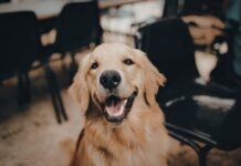 Places You Can Bring a Dog in Fargo-Moorhead