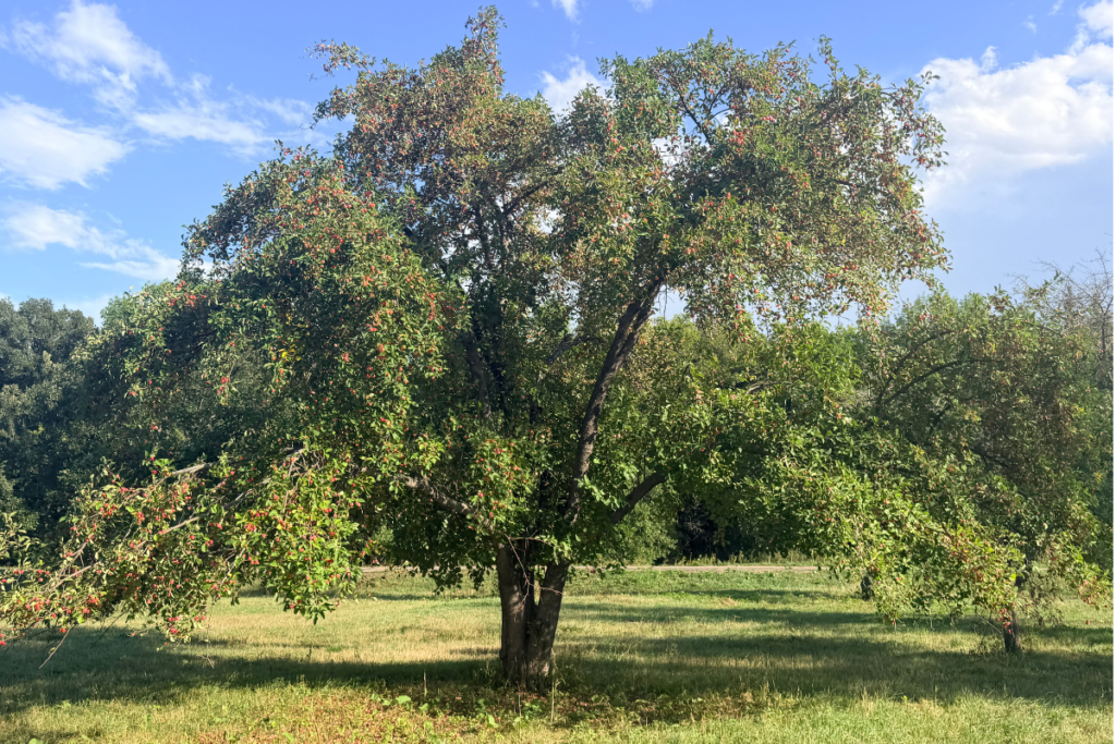 orchards in Fargo