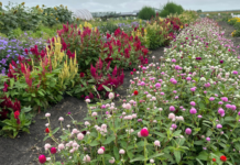 U-Pick Flower Farms Near Fargo