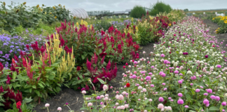 U-Pick Flower Farms Near Fargo