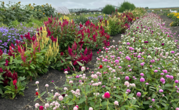 U-Pick Flower Farms Near Fargo