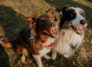 Where to Board Pets in Fargo & Other Resources
